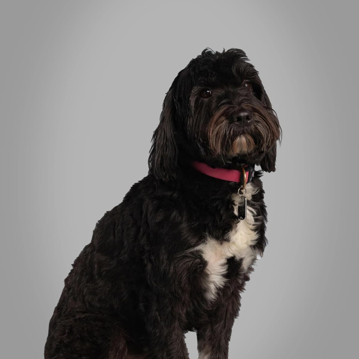 Maddie the Office Dog